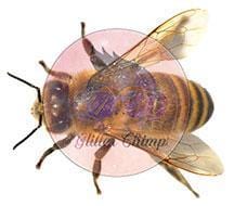 Bee - Digital File