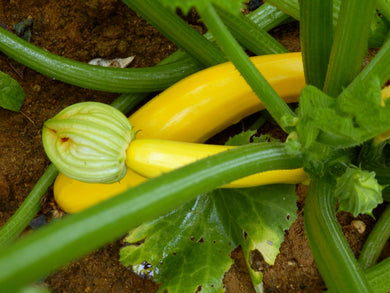 Bunches of Seeds - Seed Kit